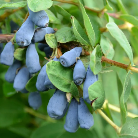 Baie de mai 'Zojka' – Lonicera caerulea var. kamtschatica 'Zojka'