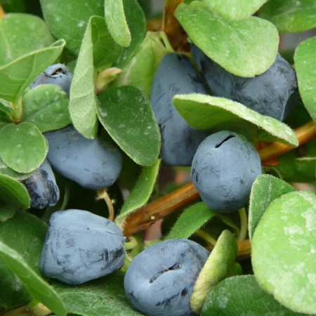 Baie de mai 'Duet' – Lonicera caerulea var. kamtschatica 'Duet'