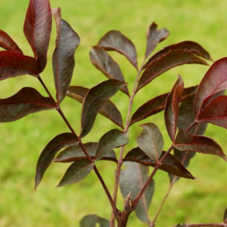 Noyer pourpre – Juglans regia 'Purpurea'