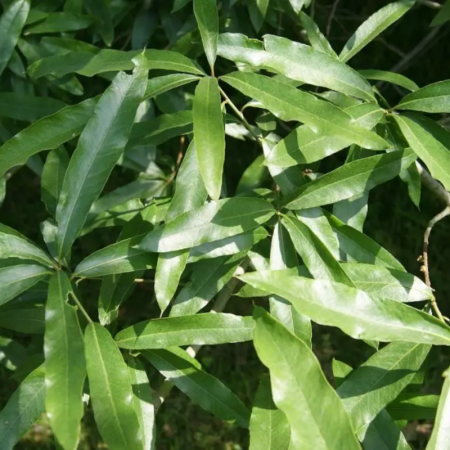 Chêne à feuilles de saule – Quercus phellos