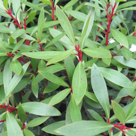 Poivrier de Tasmanie – Tasmannia lanceolata