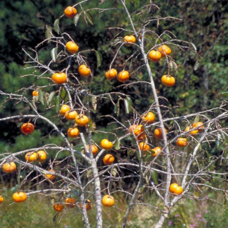 Kaki 'Mazeli' – Diospyros kaki 'Mazelli'