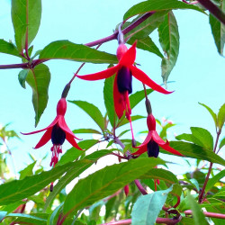 Fuchsia regia Reitzii