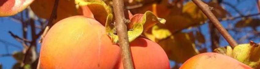Les arbres fruitiers