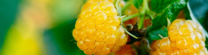Les petits fruits
