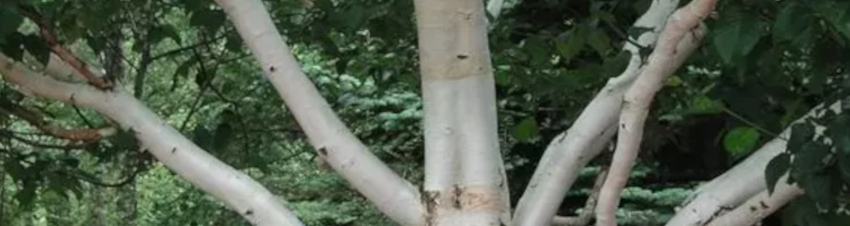 Les arbres forestiers et d' ornement