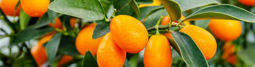 kumquats
